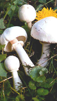 Fehér tarlógomba - Leucoagaricus leucothites